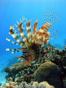 Majestic Lionfish. by Horen Stalbe 